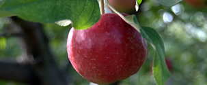 Pick your own apples at Aamodts Apple Farm, open until October 31st.