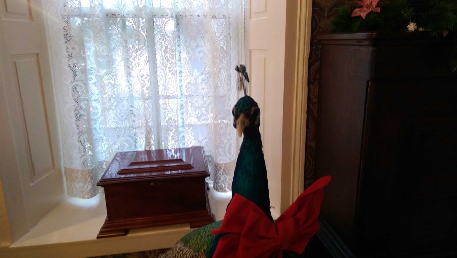 The Washington County Historical Society held a special event on Dec. 13 at the Warden’s House.  With an eye for fun, they dressed a taxidermy peacock in a red bowtie.  “We want to have fun,” site manager Sean Pallas says. 