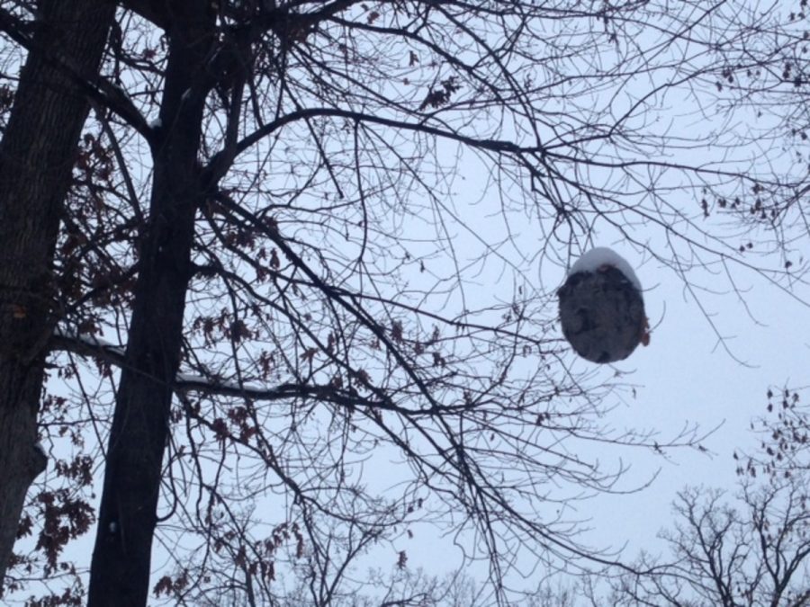 An abandoned bees hive hanging from a tree.