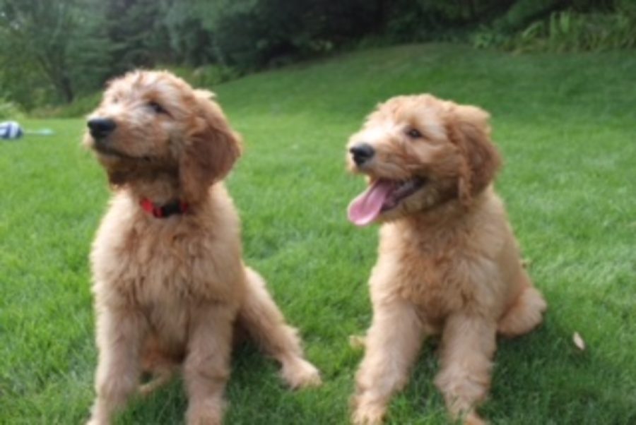 Finnigan Speedling (left) and Hazel Weiss (right) take a break from playing
