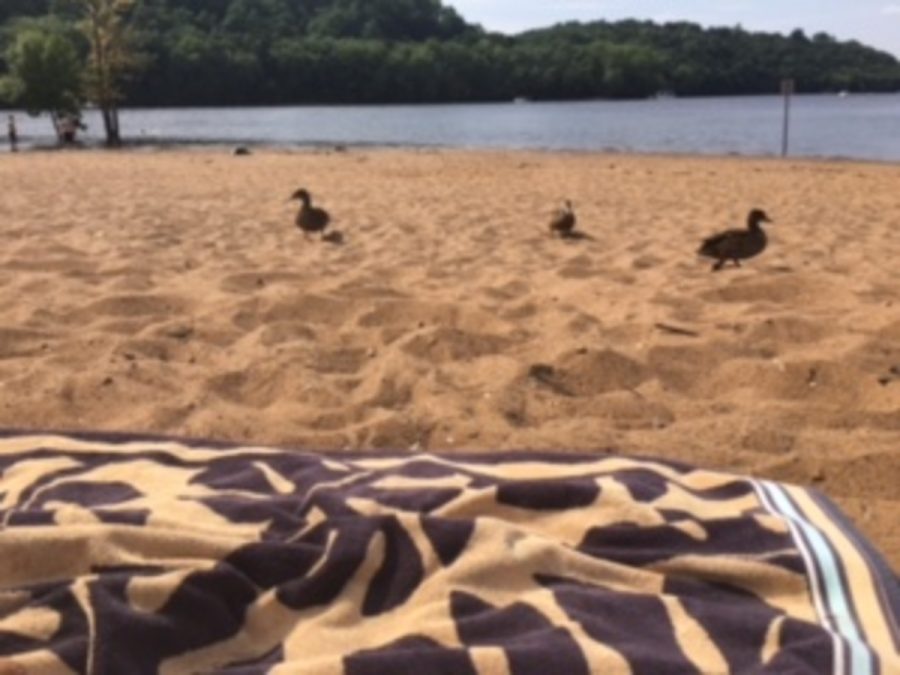 Ducks at the dike