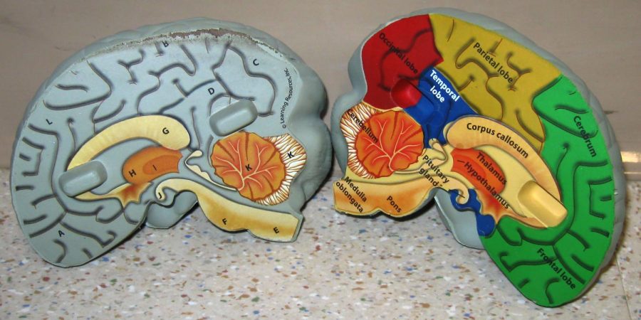 The right and left hemispheres serve completely different functions. According to Psychology Notes HeadQuarter, the left brain handles tasks such as reading, writing and speaking. Whereas the right brain excels in visual perception. Such as the understanding of spacial concepts and recognition of patterns.
