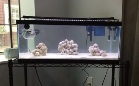 Henry Kelzenberg raises sea slugs