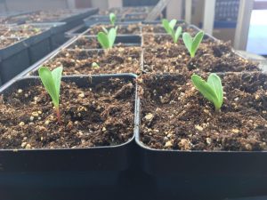 Students in science teacher Glenn Boettchers wildlife course are currently growing plants in the school greenhouse. There is an array of environmental classes offered at the high school, even including an environmental club.