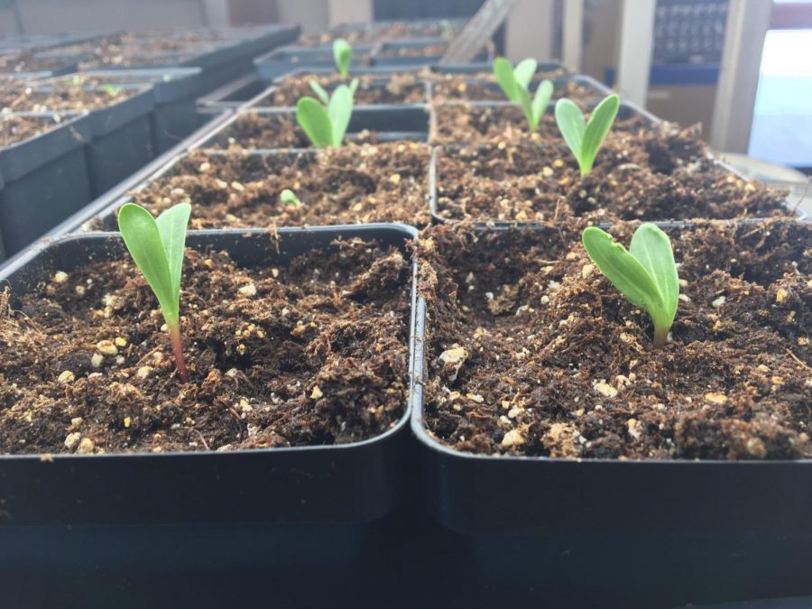 Students in science teacher Glenn Boettcher's wildlife course are currently growing plants in the school greenhouse. There is an array of environmental classes offered at the high school, even including an environmental club.