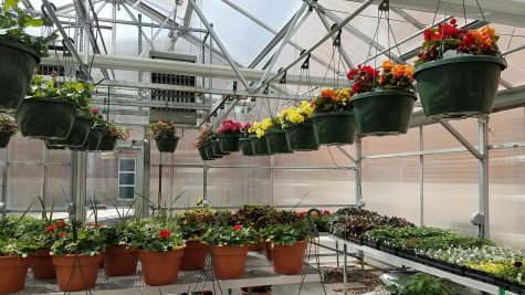 The SAHS greenhouse is full of plants that are ready to sell. You can purchase these plants at a social distancing sale on May 8 or 9.