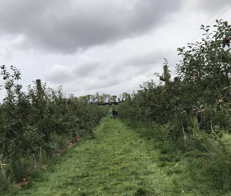 Here is a picture from Afton Apple orchard with green path way. A cloudy day with a family looking at the apples to pick out. 
