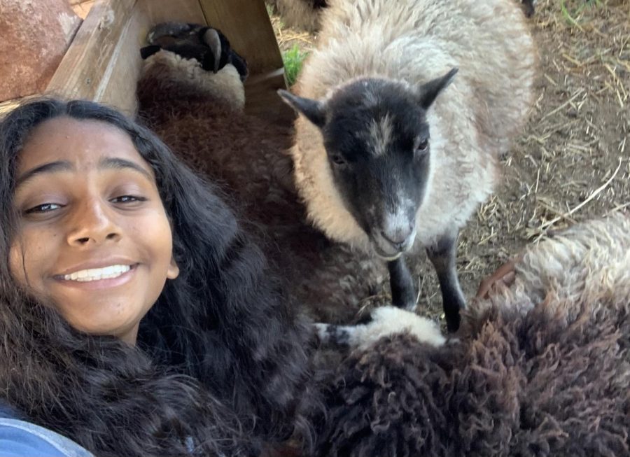 Pinty Nidersson takes a selfie with one of her many sheep. She loves taking photos with her sheep when she goes out to care for them.