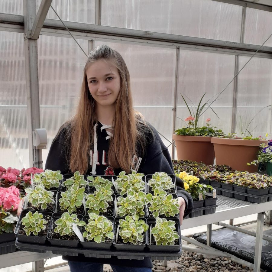 Senior FFA reporter Brianne Johnson prepares for the Plant Sale on May 7 and 8 by transplanting and trimming plants. The sale took place along the curb at Stillwater Area High School to allow for social distancing.