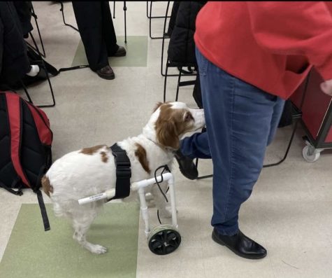 Dog trying out prosthetic leg