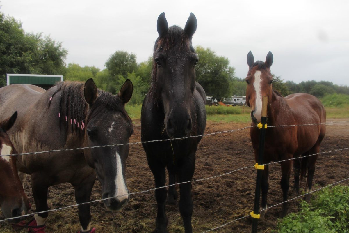 Horses on a farm